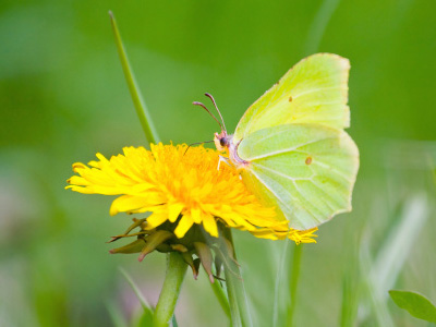 Our Services Niagara Lawn Care, St.Catharines Lawn Care, Eco-Friendly Lawn Care